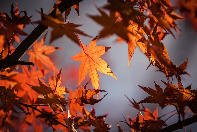 fall leaves maple