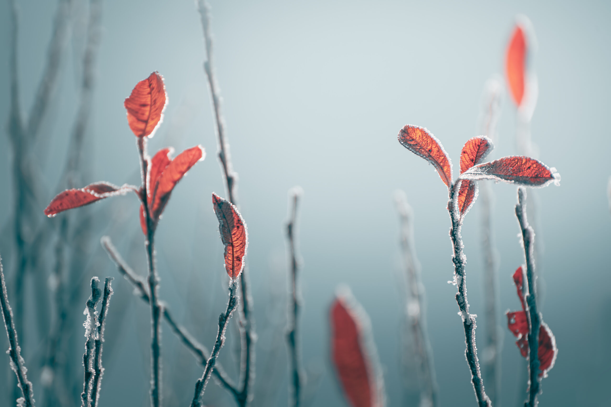 winter-hardy plantings that withstand northeast winters