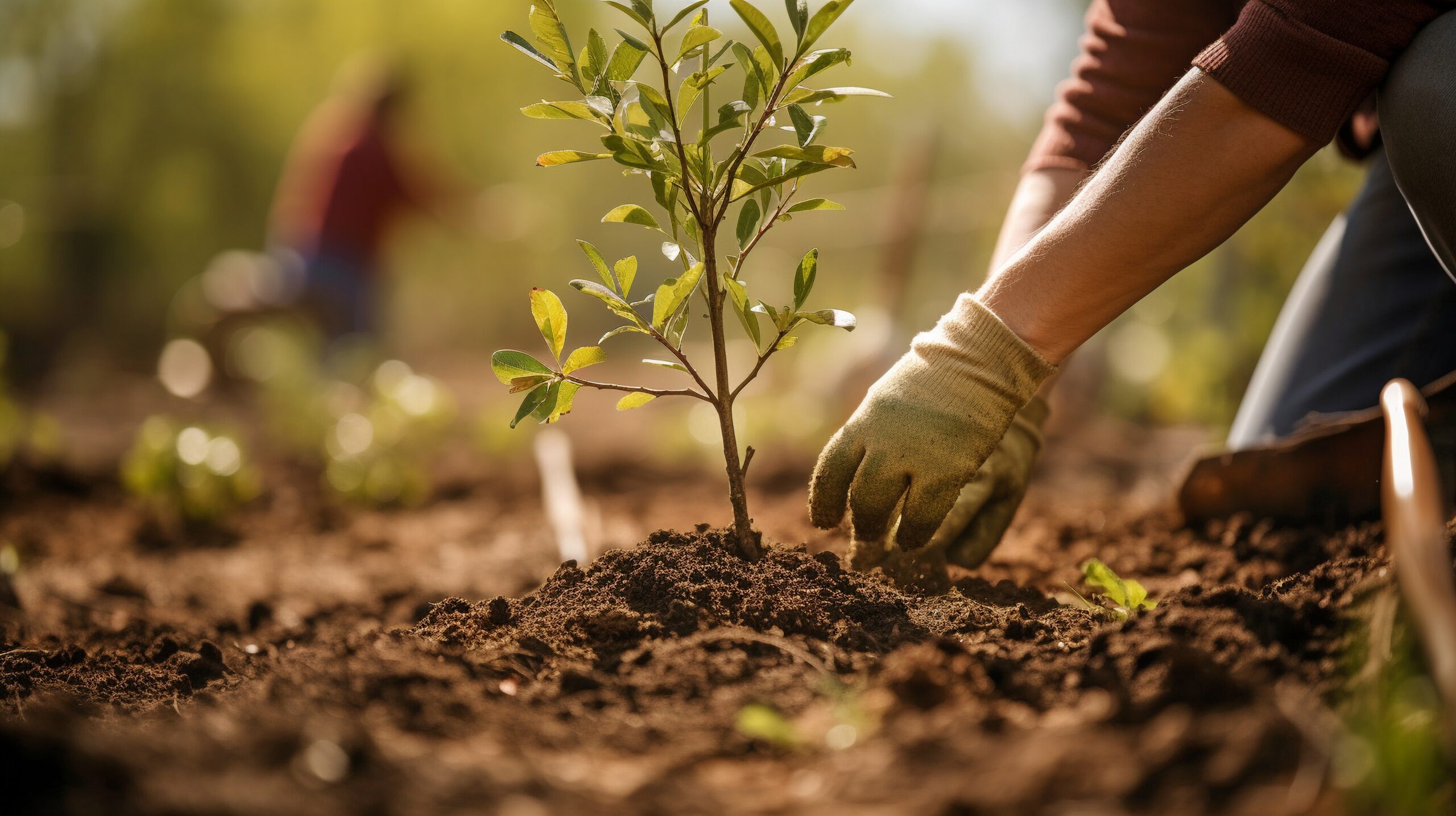 tree planting best practices